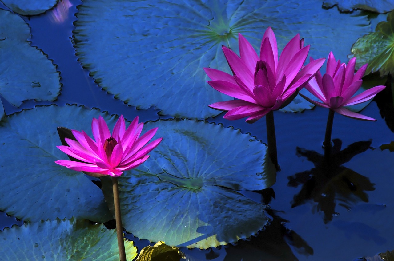Smoking Blue Lotus | Effects & Benefits - Smokable Herbs