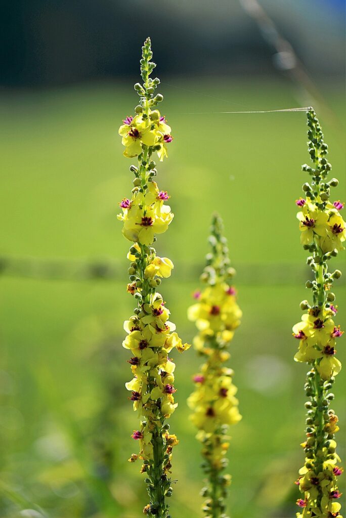 What Herbs Can You Smoke? | tea with mullein flowers